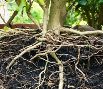 10 Tips to keep your plant root healthy in all season